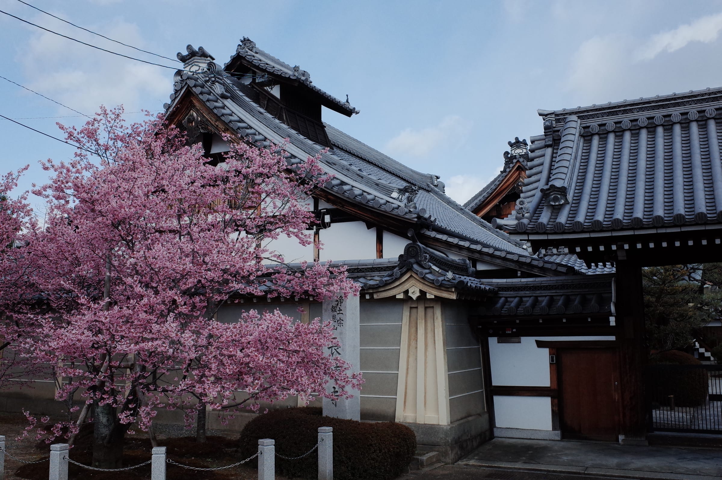 Sakura